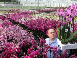 Stolk Flora introduceert biologisch geteelde phalaenopsis