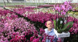 Stolk Flora introduceert biologisch geteelde phalaenopsis
