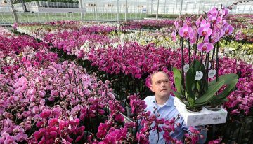 Stolk Flora introduceert biologisch geteelde phalaenopsis
