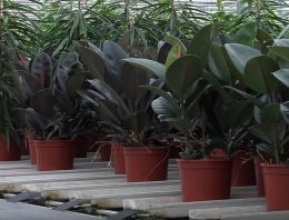 Ficuskweker experimenteert met duurzame pot uit schimmel