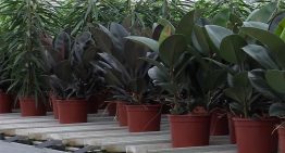 Ficuskweker experimenteert met duurzame pot uit schimmel