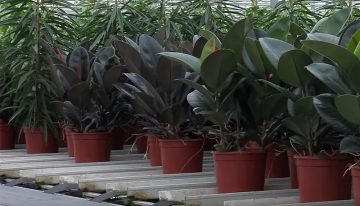 Ficuskweker experimenteert met duurzame pot uit schimmel