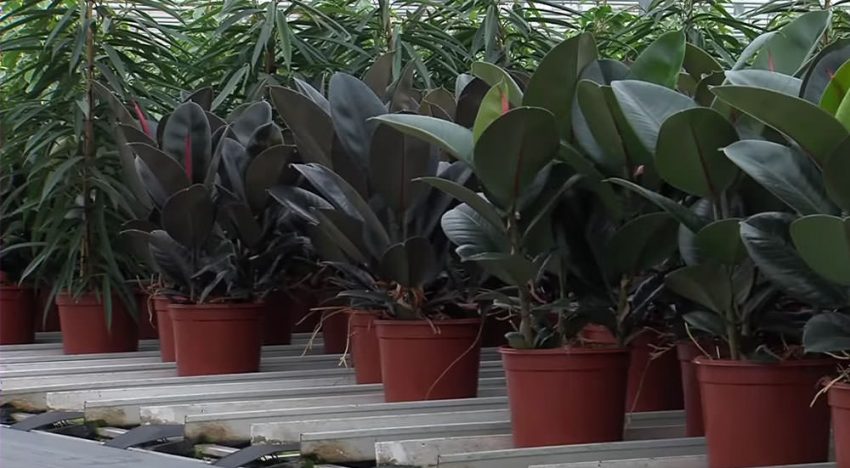 Ficuskweker experimenteert met duurzame pot uit schimmel