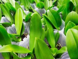 Overdag CO2 doseren bij phalaenopsis beperkt zinvol