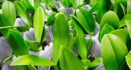 Overdag CO2 doseren bij phalaenopsis beperkt zinvol