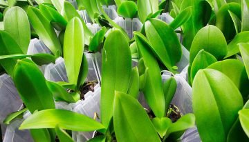 Overdag CO2 doseren bij phalaenopsis beperkt zinvol