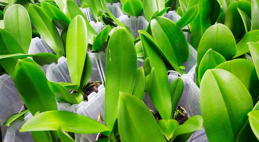 Overdag CO2 doseren bij phalaenopsis beperkt zinvol