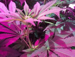 Seedo opent eerste volledig geautomatiseerde cannabiskwekerij ter wereld
