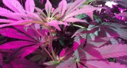 Seedo opent eerste volledig geautomatiseerde cannabiskwekerij ter wereld