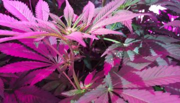 Seedo opent eerste volledig geautomatiseerde cannabiskwekerij ter wereld