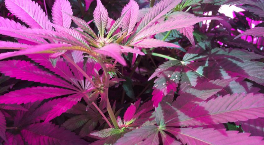 Medicinale cannabis goed te telen onder LED-verlichting