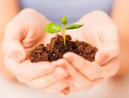Start-up accelerator voor tuinbouw start begin 2017
