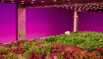Staay Food Group gaat zelf sla telen voor convenience-segment