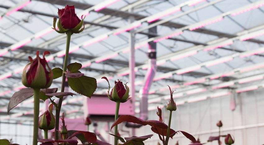 Superkwaliteit ‘Red Naomi’ voor de veilingklok
