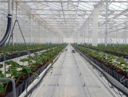 VB en Priva bouwen ‘state of the art’ aardbeienkas in China