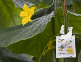 Nieuwe benadering natuurlijke vijanden nodig