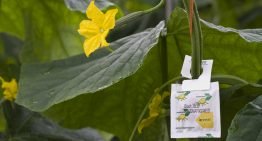 Nieuwe benadering natuurlijke vijanden nodig