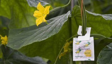 Nieuwe benadering natuurlijke vijanden nodig