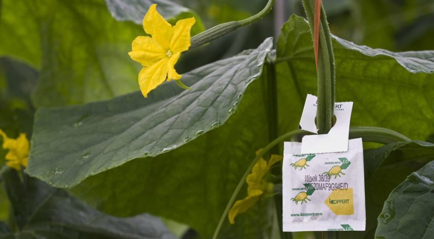 Nieuwe benadering natuurlijke vijanden nodig