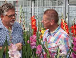 Hygiëne en bewustwording kan beter bij bloembollen en vaste planten