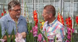Hygiëne en bewustwording kan beter bij bloembollen en vaste planten