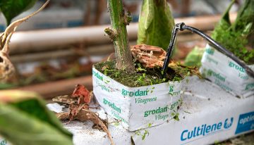 Kliekjes eten in de kas: een model voor telen zonder emissies