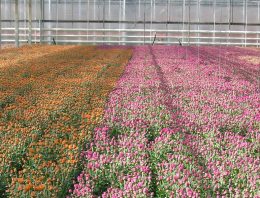 Onderzoek naar perfecte chrysant