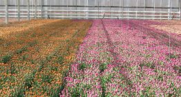 Onderzoek naar perfecte chrysant