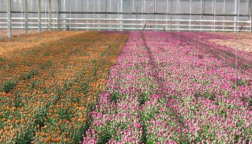Onderzoek naar perfecte chrysant