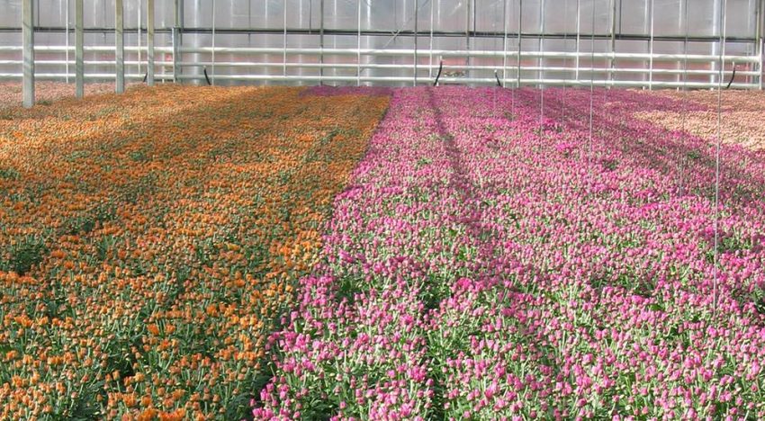 Onderzoek naar perfecte chrysant Onderzoek naar perfecte chrysant