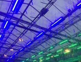 Dynamische lichtrecepten in tomaat