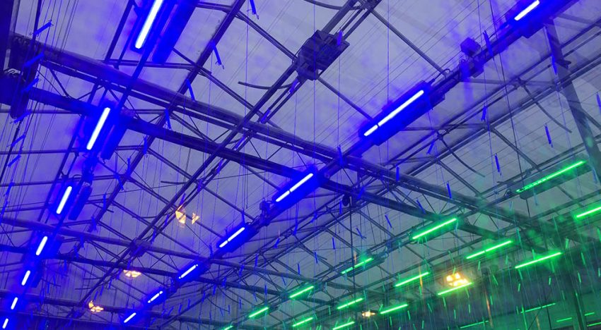 Dynamische lichtrecepten in tomaat