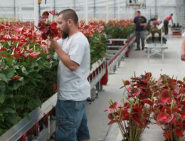 Behalen nagestreefde PAR-som geen garantie voor optimale groei bij snij-anthurium