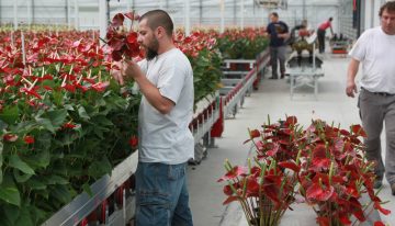 Behalen nagestreefde PAR-som geen garantie voor optimale groei bij snij-anthurium