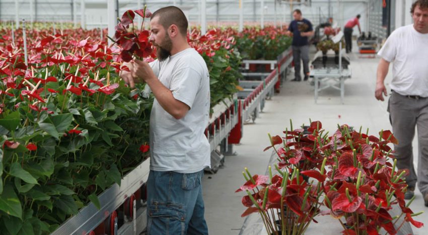 Behalen nagestreefde PAR-som geen garantie voor optimale groei bij snij-anthurium