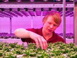 Verticaal Telen groeit wereldwijd, vooral buiten Nederland