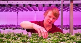 Verticaal Telen groeit wereldwijd, vooral buiten Nederland
