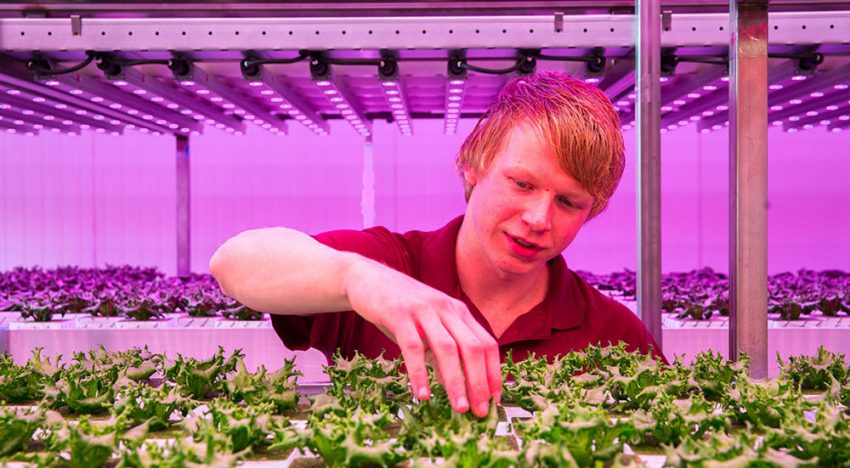 Verticaal Telen groeit wereldwijd, vooral buiten Nederland