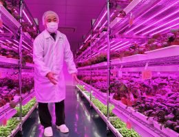 Elektronica-fabrikanten storten zich op commerciële groenteteelt