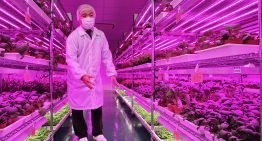 Elektronica-fabrikanten storten zich op commerciële groenteteelt