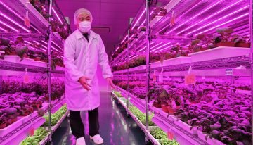 Elektronica-fabrikanten storten zich op commerciële groenteteelt