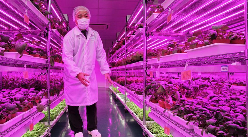 Elektronica-fabrikanten storten zich op commerciële groenteteelt