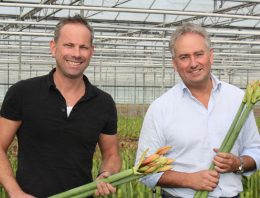 ‘Meer exclusiviteit: zware stelen, grote knoppen, andere kleuren’