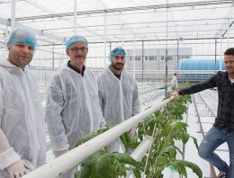 Planten via wortels sturen naar vegetatieve of generatieve groei