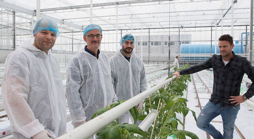 Planten via wortels sturen naar vegetatieve of generatieve groei