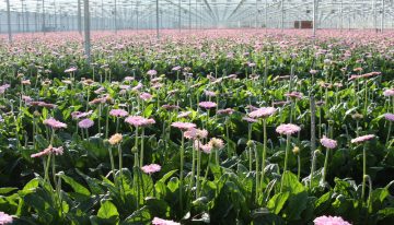 Effecten van warm weer bij gerbera nader onder de loep