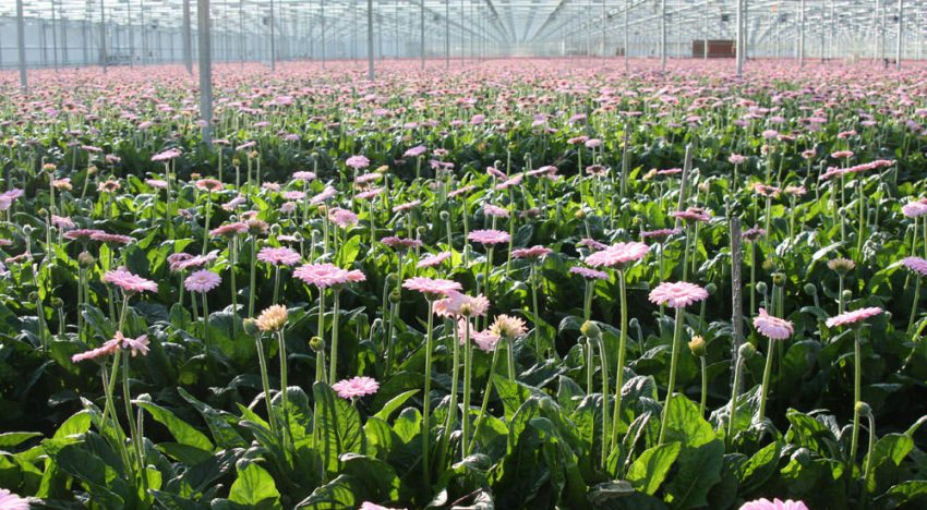 Effecten van warm weer bij gerbera nader onder de loep