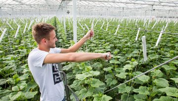 Volgend jaar meer hogedraad en licht in komkommer