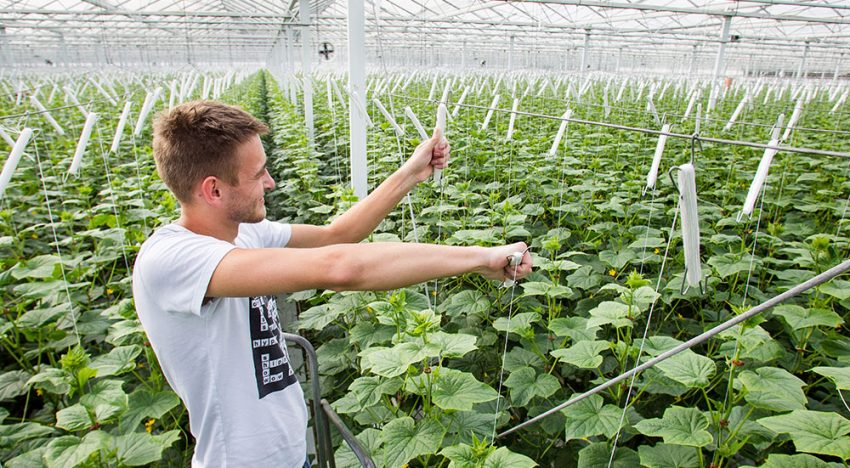 Volgend jaar meer hogedraad en licht in komkommer Volgend jaar meer hogedraad en licht in komkommer