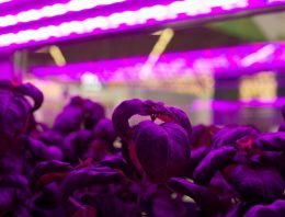 'We kunnen nog heel veel leren van Vertical Farming-systemen'